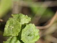 Arisarum vulgare 11, Saxifraga-Rutger Barendse