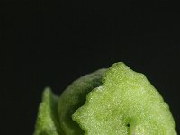 Arisarum vulgare 12, Saxifraga-Rutger Barendse