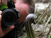 Arisarum vulgare 14, Saxifraga-Rutger Barendse