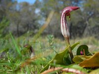 Arisarum vulgare 15, Saxifraga-Ed Stikvoort