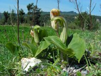 Arisarum vulgare 16, Saxifraga-Ed Stikvoort