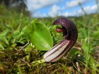 Arisarum vulgare 17, Saxifraga-Ed Stikvoort
