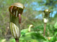 Arisarum vulgare 18, Saxifraga-Ed Stikvoort