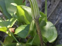 Arisarum vulgare 2, Saxifraga-Rutger Barendse