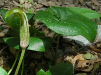 Arisarum vulgare 20, Saxifraga-Ed Stikvoort