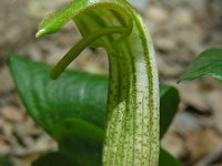 Arisarum vulgare 21, Saxifraga-Ed Stikvoort