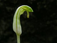 Arisarum vulgare 22, Saxifraga-Ed Stikvoort