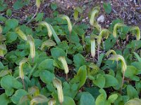 Arisarum vulgare 23, Saxifraga-Ed Stikvoort