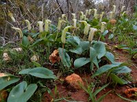 Arisarum vulgare 24, Saxifraga-Ed Stikvoort