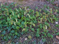 Arisarum vulgare 25, Saxifraga-Ed Stikvoort