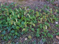 Arisarum vulgare 25, Saxifraga-Ed Stikvoort