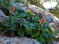 Arisarum vulgare 26, Saxifraga-Ed Stikvoort