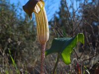 Arisarum vulgare 27,  Saxifraga-Ed Stikvoort