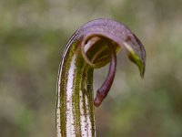 Arisarum vulgare 29, Saxifraga-Harry Jans