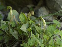 Arisarum vulgare 3, Saxifraga-Jan van der Straaten