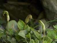 Arisarum vulgare 5, Saxifraga-Willem van Kruijsbergen