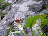 Arisarum vulgare 6, Saxifraga-Jeroen Willemsen