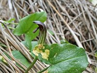 Arisarum vulgare 7, Saxifraga-Jeroen Willemsen