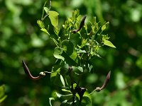 Aristolochia baetica 1, Saxifraga-Dirk Hilbers