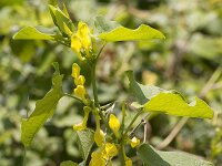 Aristolochia clematitis 22, Pijpbloem, Saxifraga-Jan Nijendijk