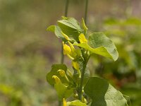 Aristolochia clematitis 24, Pijpbloem, Saxifraga-Jan Nijendijk