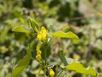 Aristolochia clematitis 25, Pijpbloem, Saxifraga-Jan Nijendijk