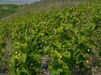 Aristolochia clematitis 26, Pijpbloem, Saxifraga-Ed Stikvoort
