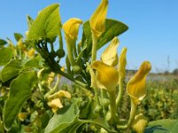 Aristolochia clematitis 27, Pijpbloem, Saxifraga-Ed Stikvoort
