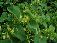 Aristolochia clematitis 28, Pijpbloem, Saxifraga-Ed Stikvoort