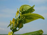 Aristolochia clematitis 30, Pijpbloem, Saxifraga-Ed Stikvoort