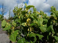 Aristolochia clematitis 31, Pijpbloem, Saxifraga-Ed Stikvoort