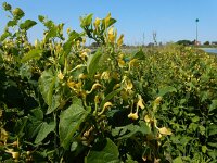 Aristolochia clematitis 32, Pijpbloem, Saxifraga-Ed Stikvoort