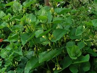 Aristolochia clematitis 33, Pijpbloem, Saxifraga-Ed Stikvoort