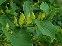 Aristolochia clematitis 34, Pijpbloem, Saxifraga-Ed Stikvoort