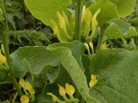 Aristolochia clematitis 35, Pijpbloem, Saxifraga-Ed Stikvoort