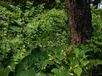 Aristolochia clematitis 36, Pijpbloem, Saxifraga-Ed Stikvoort