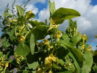 Aristolochia clematitis 37, Pijpbloem, Saxifraga-Ed Stikvoort