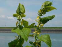 Aristolochia clematitis 38, Pijpbloem, Saxifraga-Ed Stikvoort