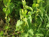 Aristolochia clematitis 40, Pijpbloem, Saxifraga-Hans Grotenhuis