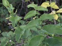 Aristolochia clematitis 8, Pijpbloem, Saxifraga-Peter Meininger