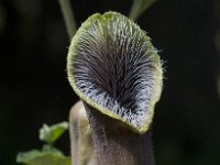 Aristolochia cretica 10, Saxifraga-Willem van Kruijsbergen