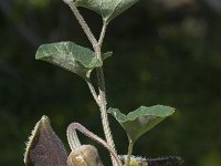 Aristolochia cretica 7, Saxifraga-Willem van Kruijsbergen