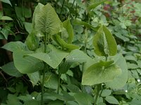 Aristolochia macrophylla