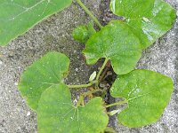Aristolochia macrophylla 3, Grootbladige pijpbloem, Saxifraga-Rutger Barendse