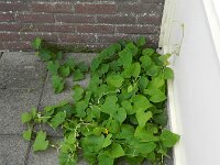Aristolochia macrophylla 5, Grootbladige pijpbloem, Saxifraga-Rutger Barends