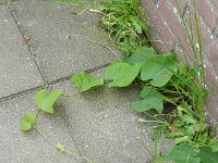 Aristolochia macrophylla 6, Grootbladige pijpbloem, Saxifraga-Rutger Barendse