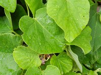 Aristolochia macrophylla 9, Grootbladige pijpbloem, Saxifraga-Rutger Barendse