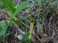 Aristolochia pallida 1, Saxifraga-Jasenka Topic