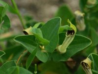 Aristolochia paucinervis 1, Saxifraga-Dirk Hilbers