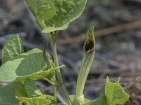 Aristolochia paucinervis 7, Saxifraga-Willem van Kruijsbergen
